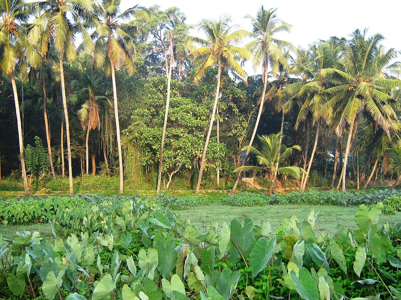 Thottada Beach